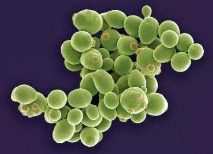 单细胞组成的细菌形体非常小显微镜可以看到